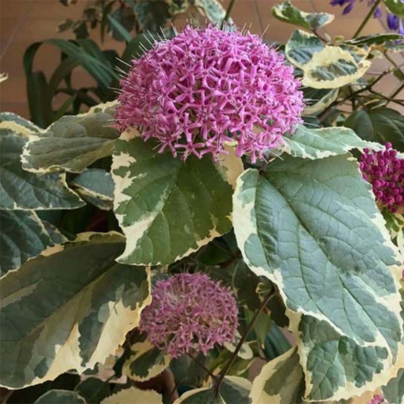 China Losbaum Pink Diamond - Clerodendrum bungei (Foliage)