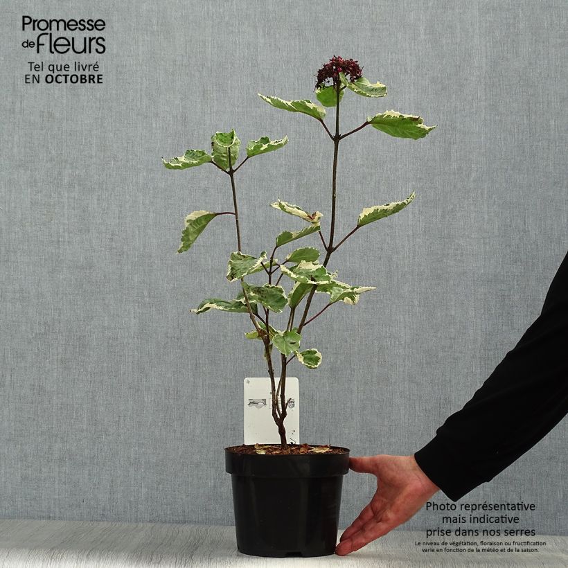Example of China Losbaum Pink Diamond - Clerodendrum bungei Topf mit 3L/4L as you get in automne