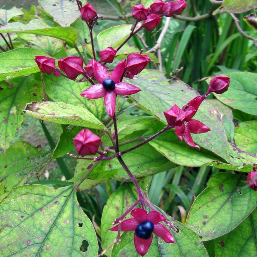 Japanischer Losbaum Fargesii - Clerodendrum trichotomum (Harvest)