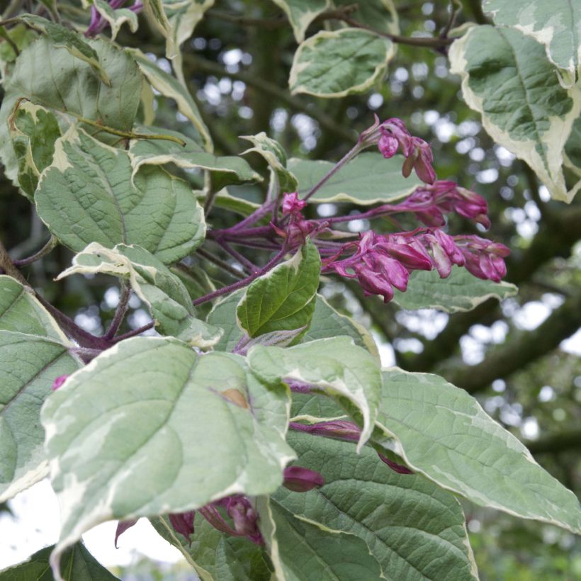 Japanischer Losbaum Variegatum - Clerodendrum trichotomum (Flowering)