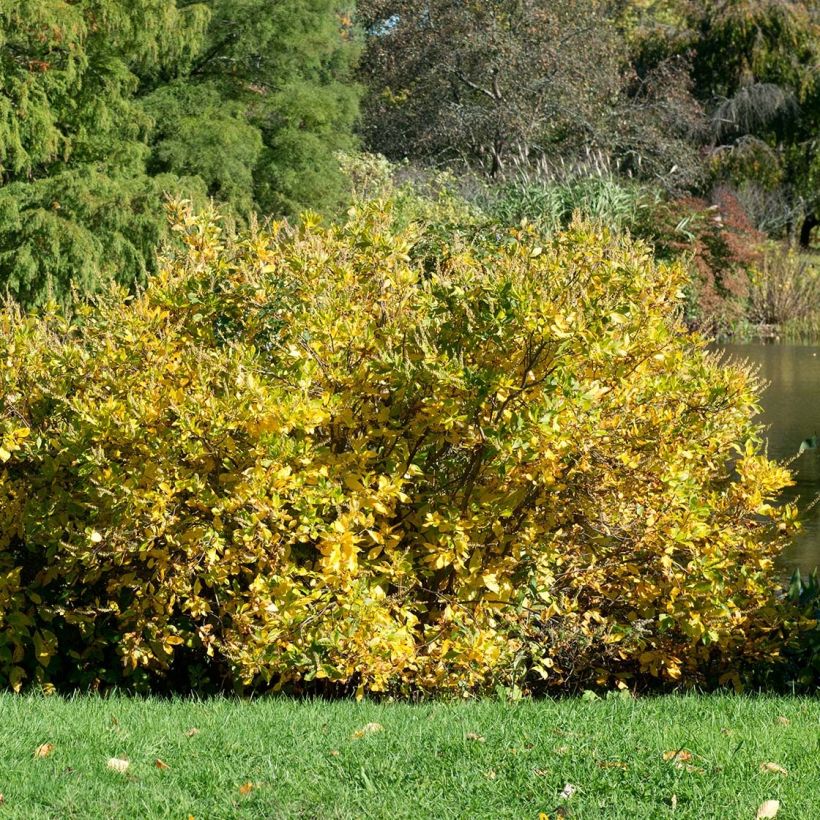 Clethra alnifolia Anne Bidwell - Scheineller (Plant habit)