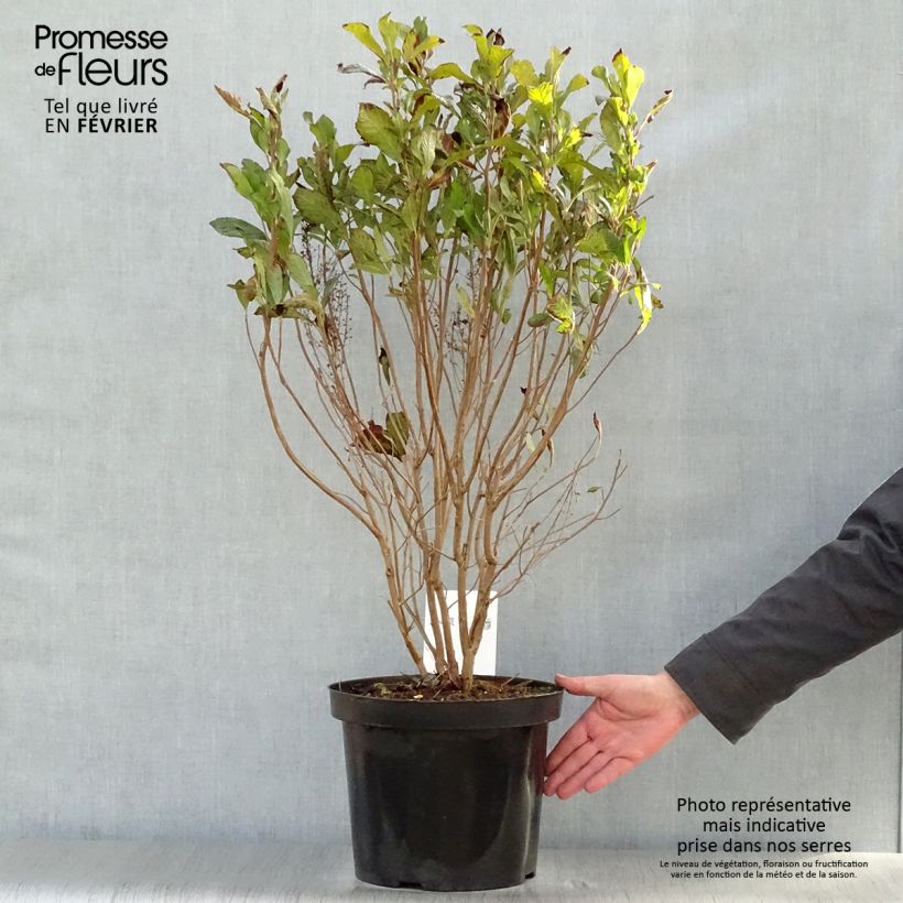 Exemplar von Clethra alnifolia Anne Bidwell - Scheineller Topf mit 7,5L/10L wie im Winter geliefert