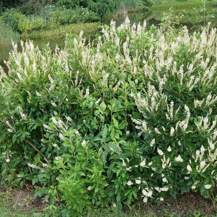 Clethra alnifolia Hummingbird - Scheineller (Plant habit)
