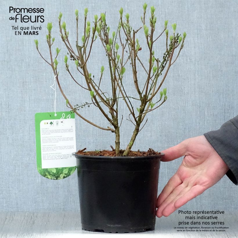 Exemplar von Clethra alnifolia Hummingbird - Scheineller Topf mit 3L/4L wie im Frühjahr geliefert