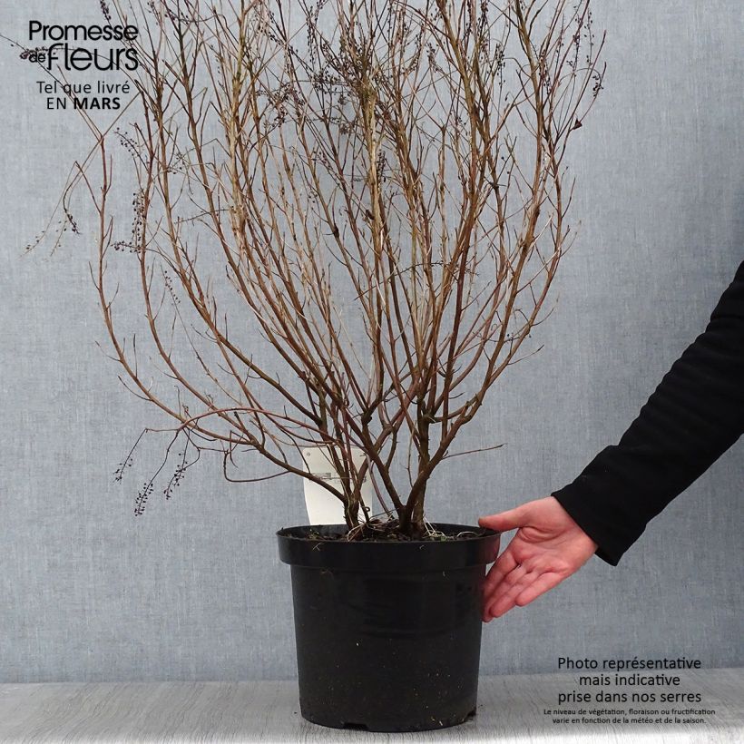 Exemplar von Clethra alnifolia Hummingbird - Scheineller Topf mit 7,5L/10L wie im Winter geliefert