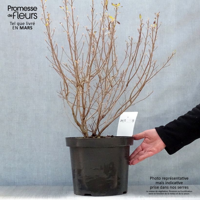 Exemplar von Clethra alnifolia Hummingbird - Scheineller Topf mit 7,5L/10L wie im Frühjahr geliefert