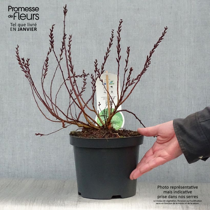 Exemplar von Clethra alnifolia - Scheineller Topf mit 3L/4L wie im Winter geliefert