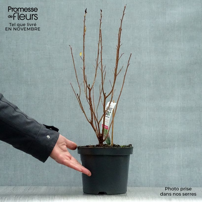 Example of Clethra alnifolia Ruby Spice - Scheineller Topf mit 3L/4L as you get in automne
