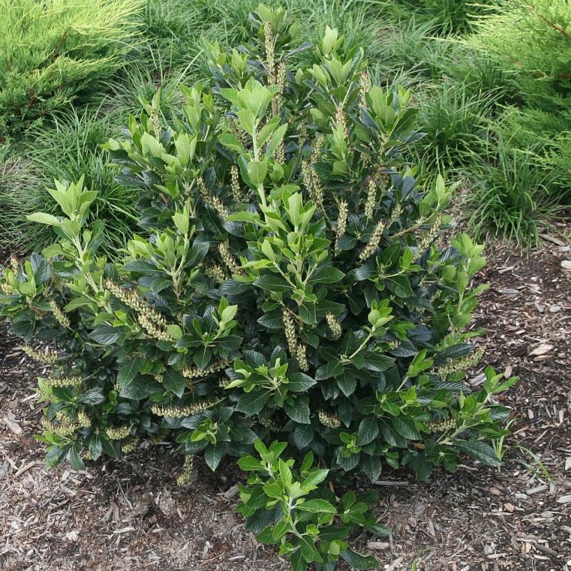 Clethra alnifolia Sixteen Candles - Scheineller (Plant habit)