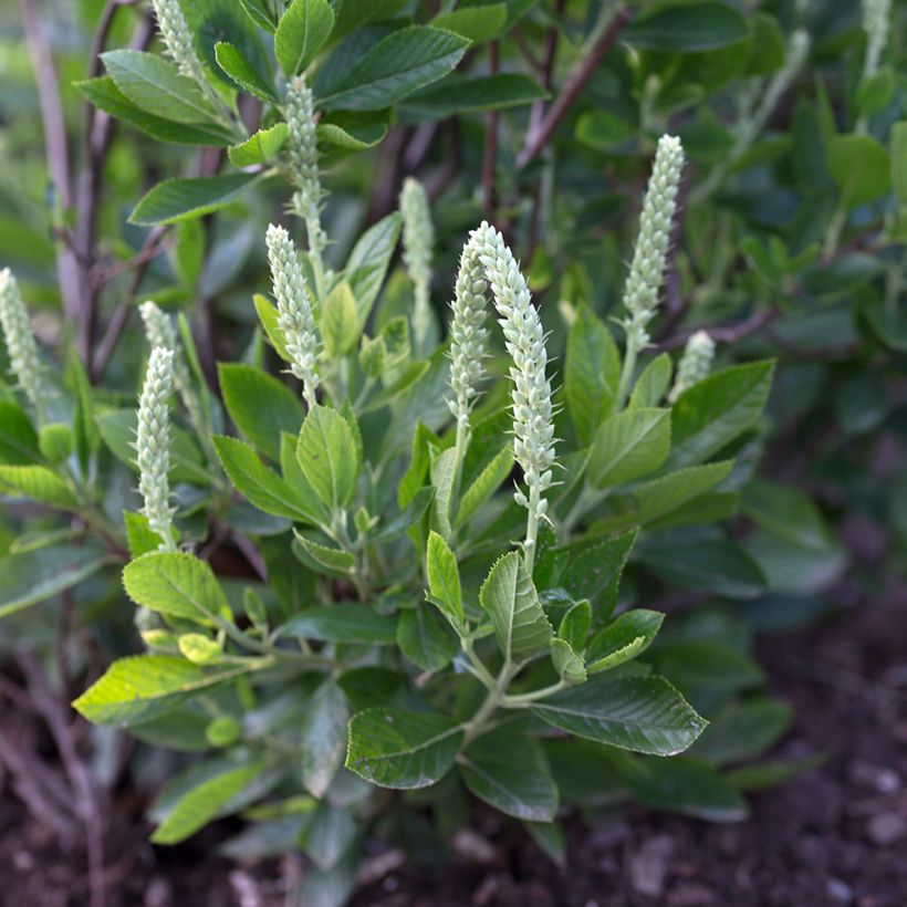 Clethra alnifolia Sixteen Candles - Scheineller (Flowering)