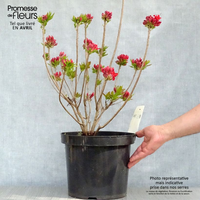 Exemplar von Clethra alnifolia Sixteen Candles - Scheineller Topf mit 7,5L/10L wie im Frühjahr geliefert