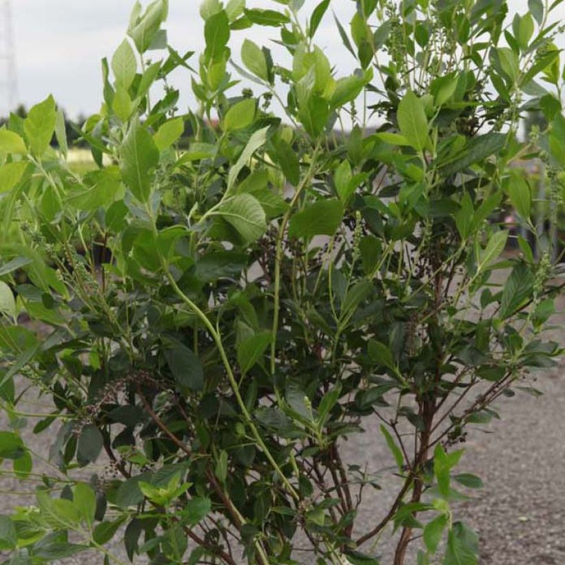 Clethra alnifolia Vanilla Spice - Scheineller (Foliage)