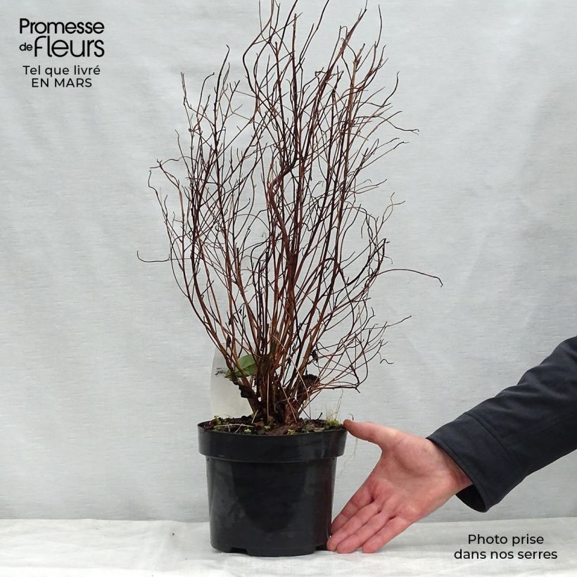 Exemplar von Clethra barbinervis - Scheineller Topf mit 3L/4L wie im Frühjahr geliefert