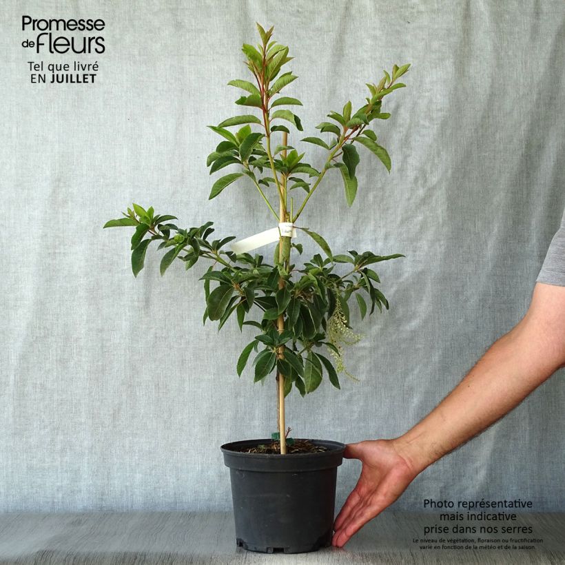 Exemplar von Clethra barbinervis Great Star Minbarb - Scheineller Topf mit 4L/5L wie im Sommer geliefert