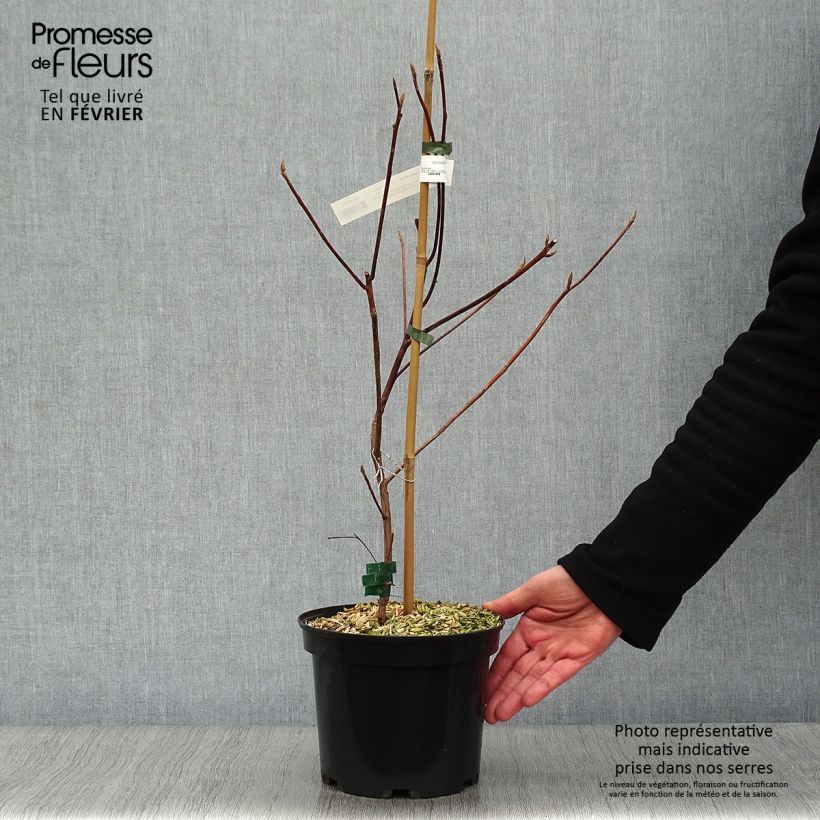 Exemplar von Clethra barbinervis Great Star Minbarb - Scheineller Topf mit 4L/5L wie im Winter geliefert