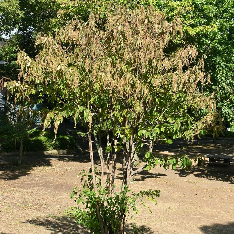 Clethra barbinervis - Scheineller (Plant habit)
