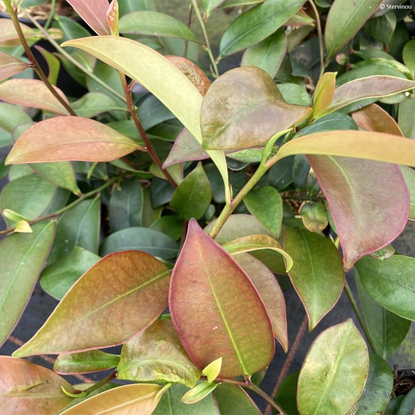 Cleyera japonica - Sperrstrauch (Foliage)