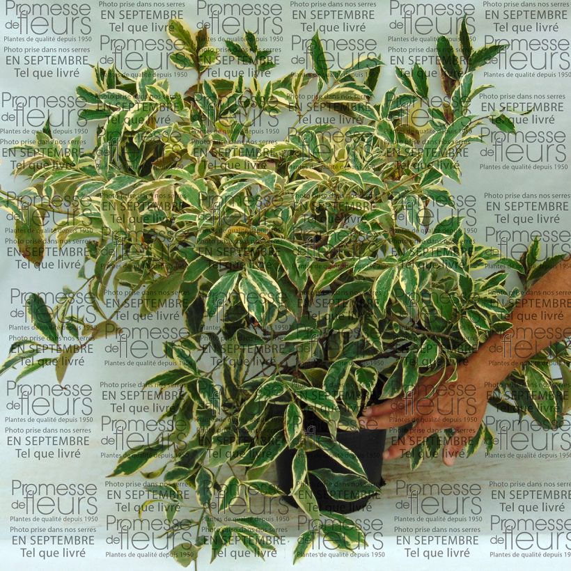 Example of Cleyera japonica Variegata - Sperrstrauch Topf mit 4L/5L as you get