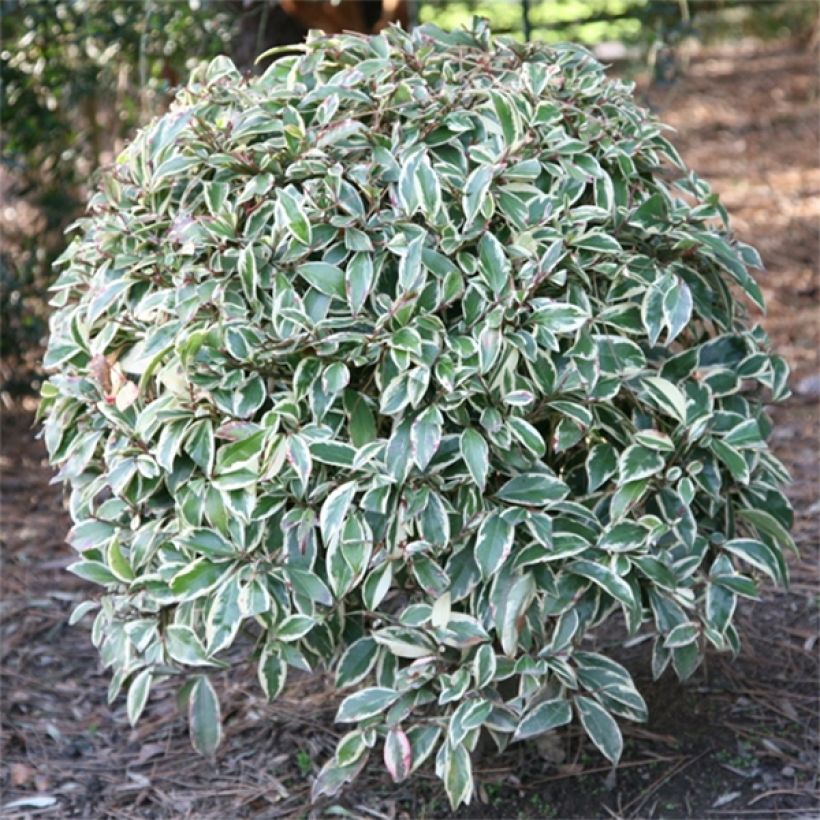 Cleyera japonica Variegata - Sperrstrauch (Plant habit)