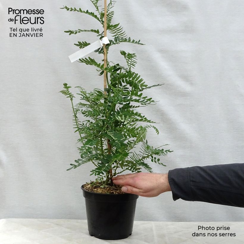 Exemplar von Clianthus puniceus Flamingo - Ruhmesblume Topf mit 3L/4L wie im Winter geliefert