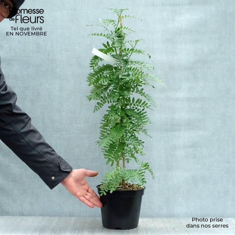 Example of Clianthus puniceus Flamingo - Ruhmesblume Topf mit 3L/4L as you get in automne