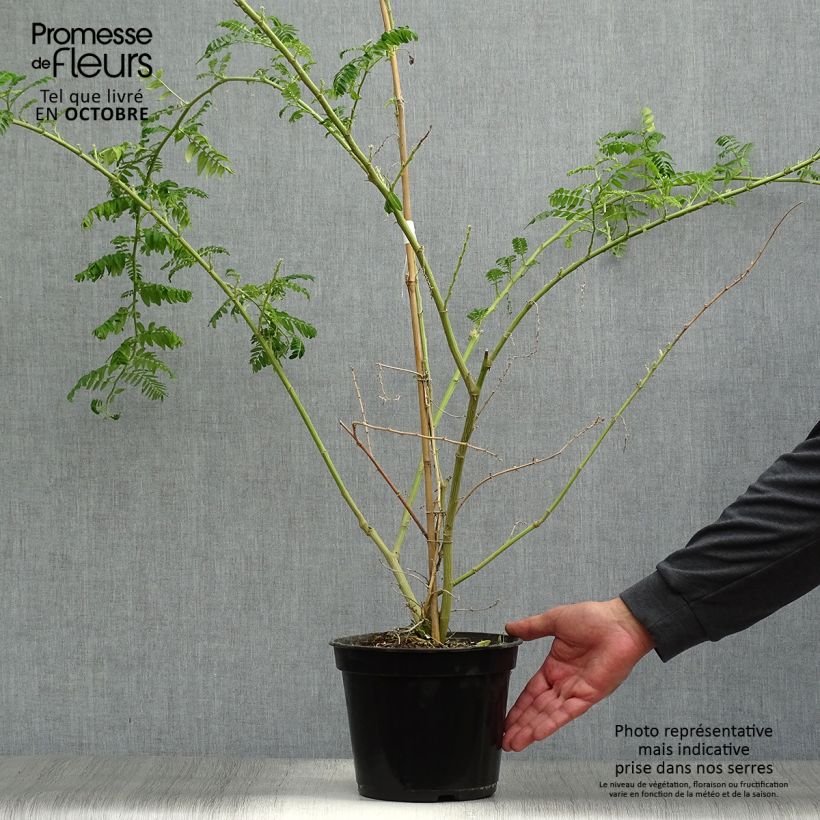 Example of Clianthus puniceus Kaka King - Ruhmesblume Topf mit 4L/5L as you get in automne