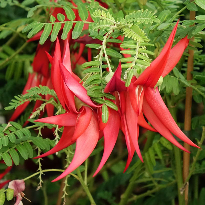 Clianthus puniceus Kaka King - Ruhmesblume (Blüte)