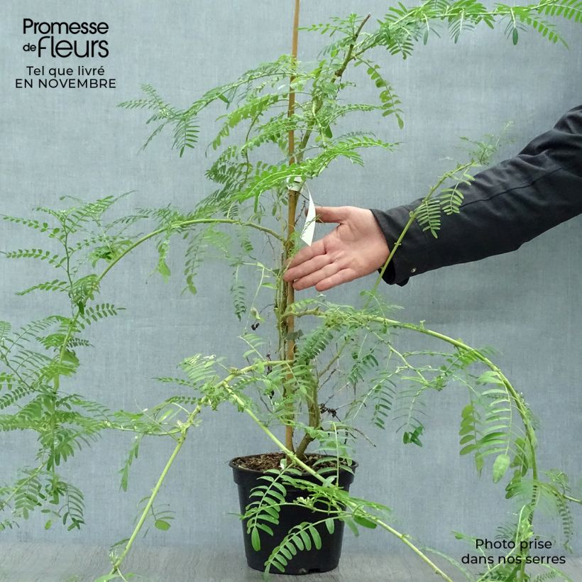 Example of Clianthus puniceus White Heron - Ruhmesblume Topf mit 3L/4L as you get in automne