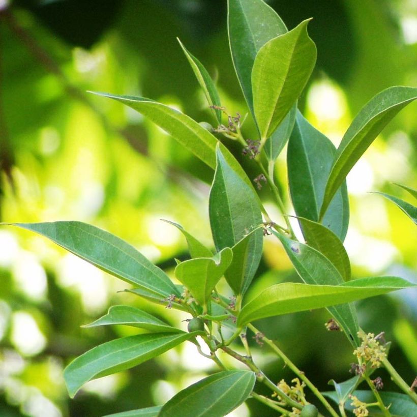 Cocculus laurifolius - Kokkelstrauch (Foliage)