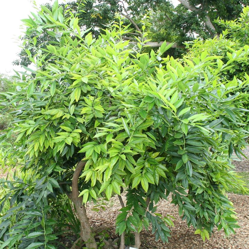 Cocculus laurifolius - Kokkelstrauch (Plant habit)
