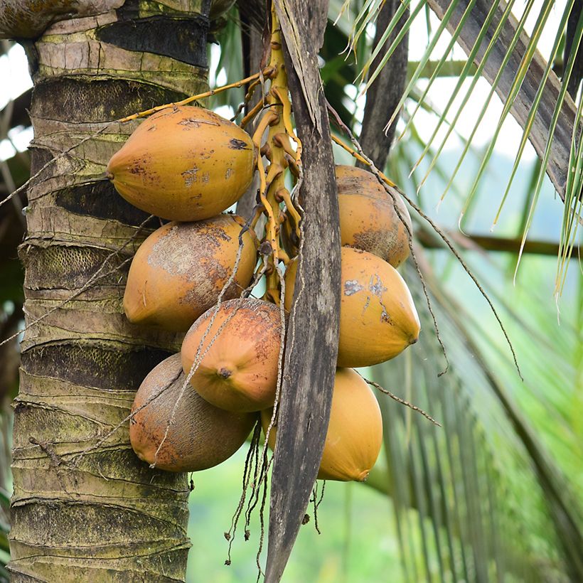 Kokospalme - Cocos nucifera (Harvest)