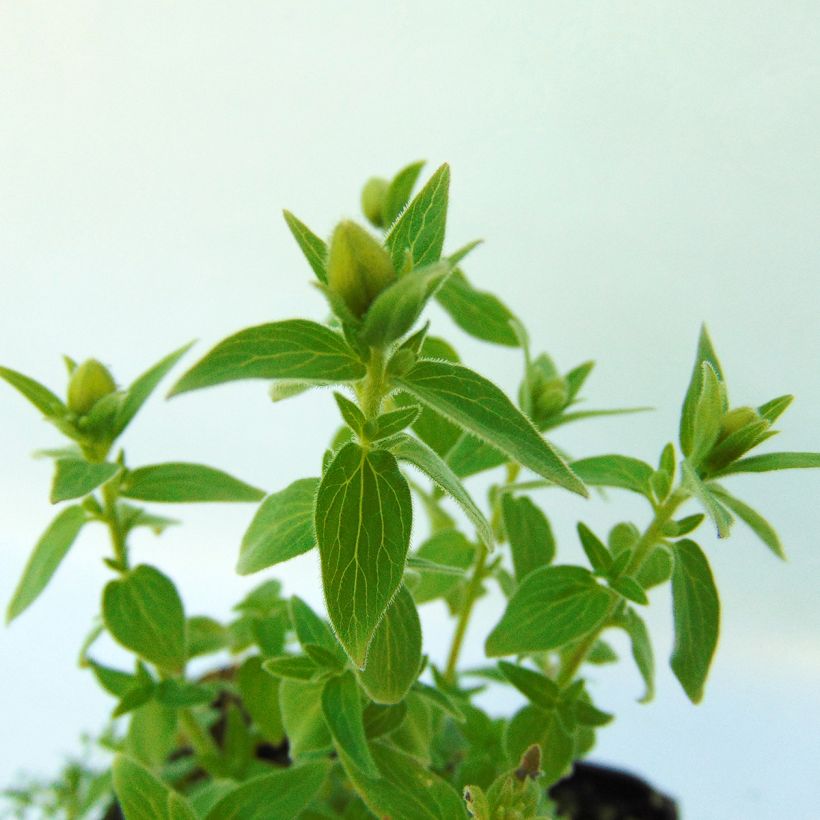 Codonopsis clematidea - Glockenwinde (Foliage)
