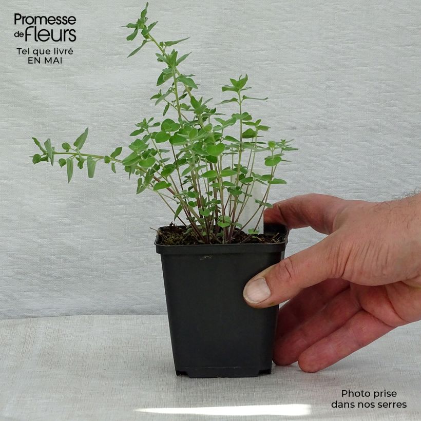 Exemplar von Codonopsis clematidea - Glockenwinde Kleine Töpfe von 8/9 cm wie im Frühjahr geliefert