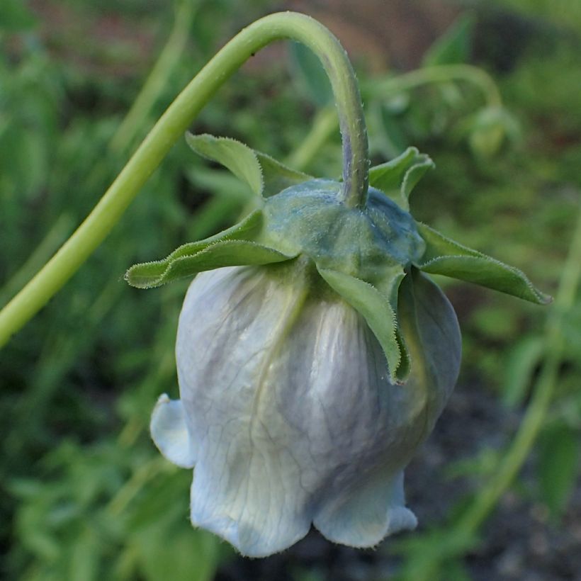 Codonopsis ovata - Glockenwinde (Flowering)