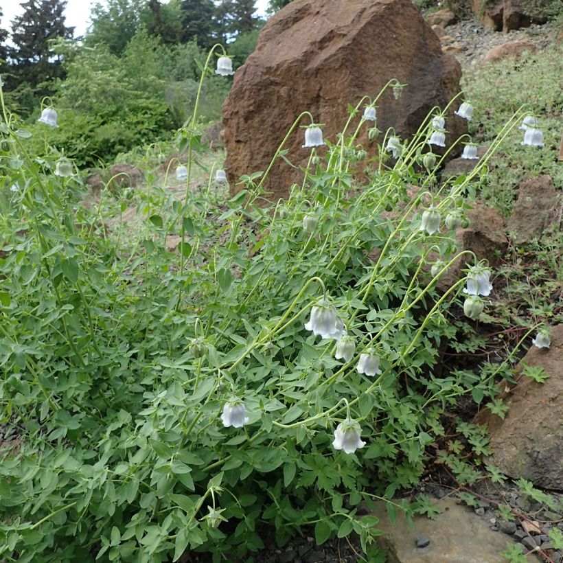 Codonopsis ovata - Glockenwinde (Plant habit)