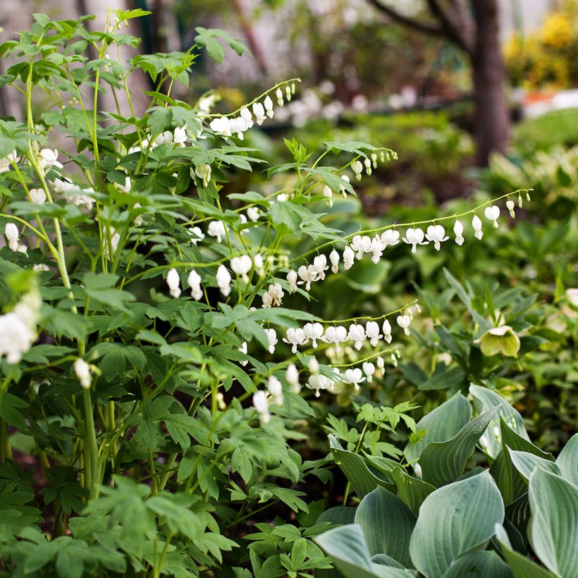 Dicentra spectabilis Alba - Tränendes Herz (Plant habit)