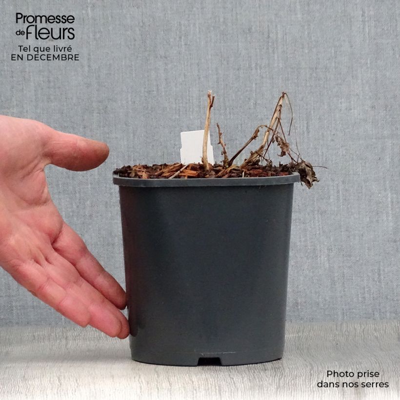 Exemplar von Dicentra spectabilis Alba - Tränendes Herz Topf mit 2L/3L wie im Winter geliefert