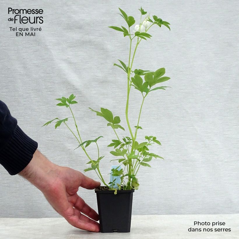 Exemplar von Dicentra spectabilis Alba - Tränendes Herz Kleine Töpfe von 8/9 cm wie im Frühjahr geliefert