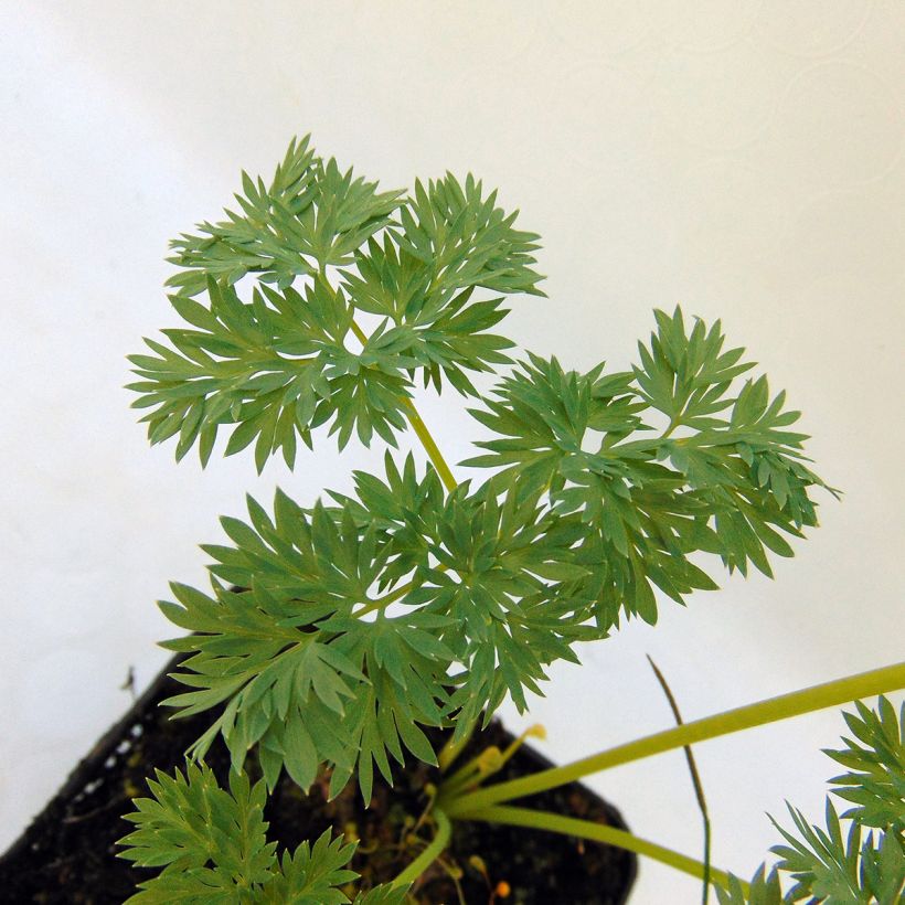Dicentra Ivory Hearts - Herzblume (Foliage)