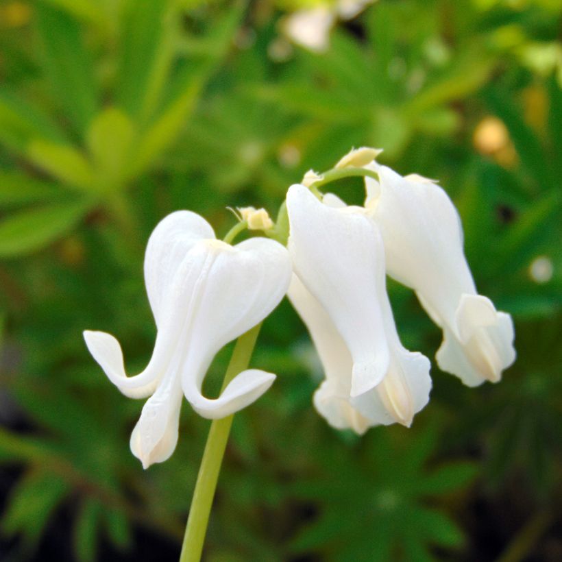 Dicentra Ivory Hearts - Herzblume (Flowering)