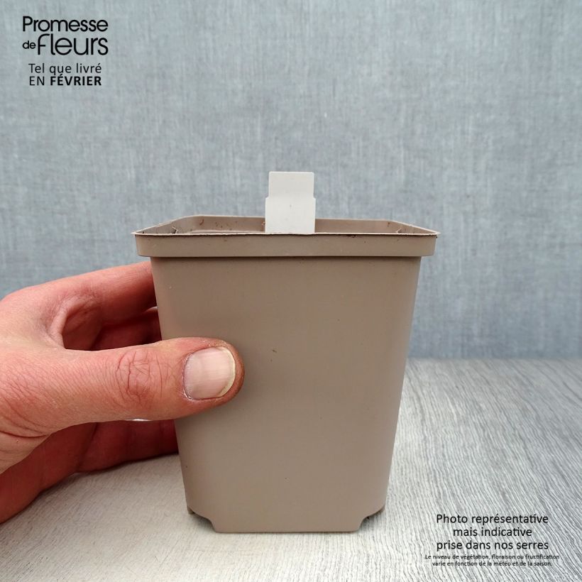 Exemplar von Dicentra Ivory Hearts - Herzblume Kleine Töpfe von 8/9 cm wie im Winter geliefert