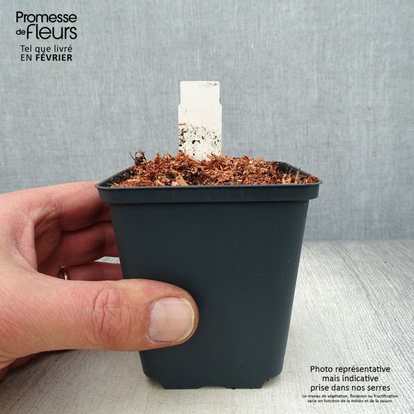 Exemplar von Dicentra King of Hearts - Herzblume Kleine Töpfe von 8/9 cm wie im Winter geliefert