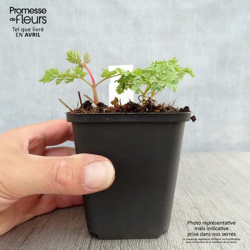 Exemplar von Dicentra King of Hearts - Herzblume Kleine Töpfe von 8/9 cm wie im Frühjahr geliefert