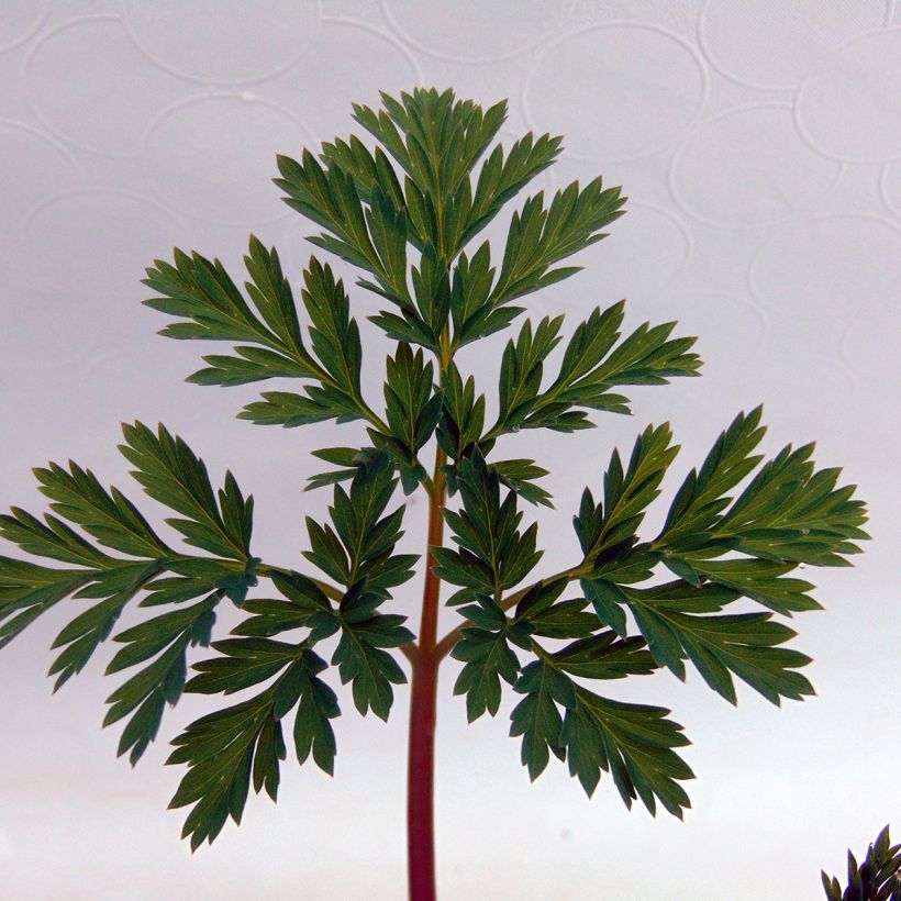 Dicentra eximia Stuart Boothman - Zwerg-Herzblume (Foliage)