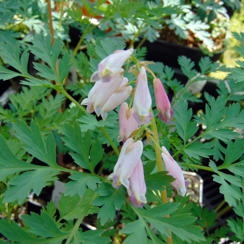 Dicentra eximia Stuart Boothman - Zwerg-Herzblume (Flowering)