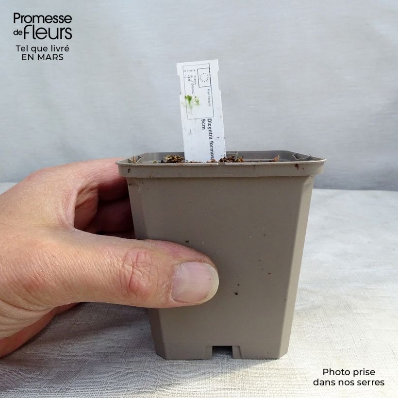 Exemplar von Dicentra formosa Aurora - Zwerg-Herzblume Kleine Töpfe von 8/9 cm wie im Frühjahr geliefert