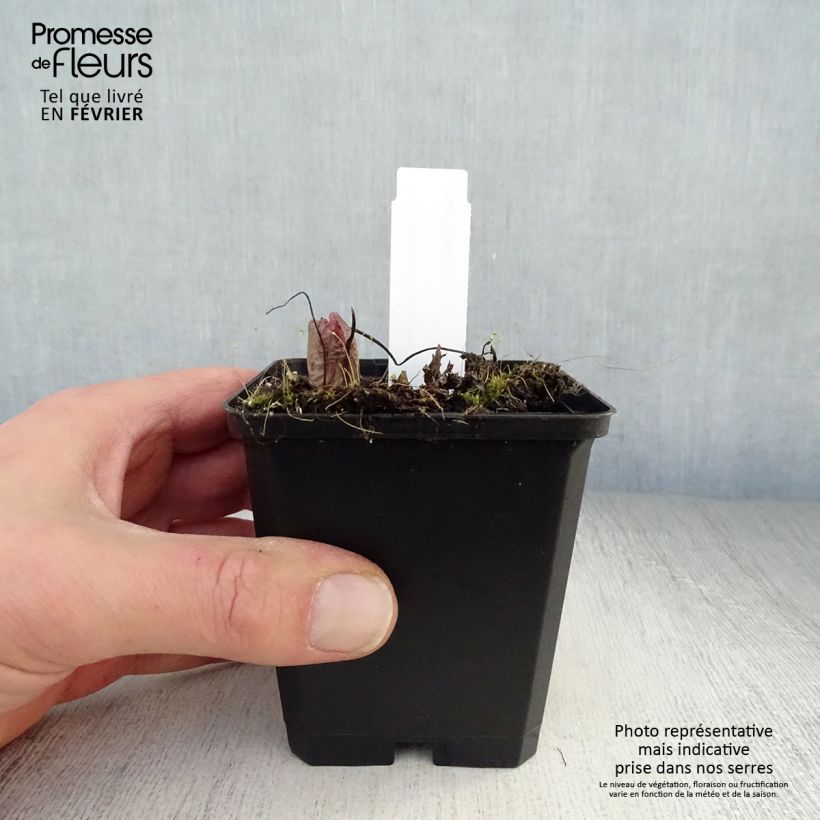 Exemplar von Dicentra formosa Bacchanal - Zwerg-Herzblume Kleine Töpfe von 8/9 cm wie im Winter geliefert