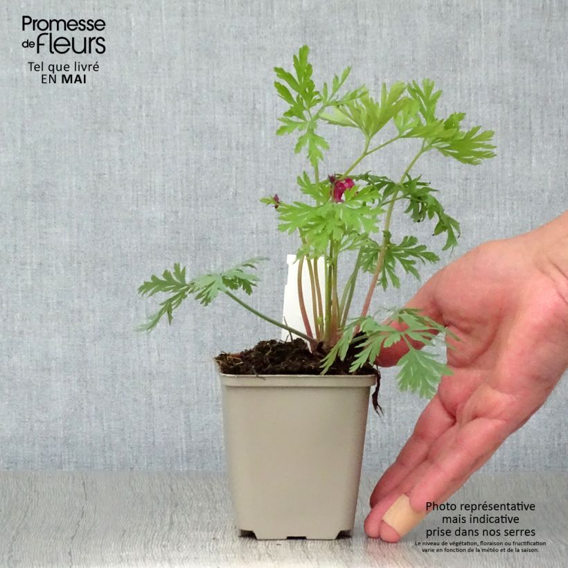 Exemplar von Dicentra formosa Bacchanal - Zwerg-Herzblume Kleine Töpfe von 8/9 cm wie im Frühjahr geliefert