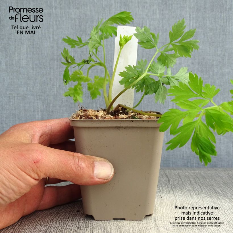 Exemplar von Dicentra formosa Spring Gold - Zwerg-Herzblume Kleine Töpfe von 8/9 cm wie im Frühjahr geliefert