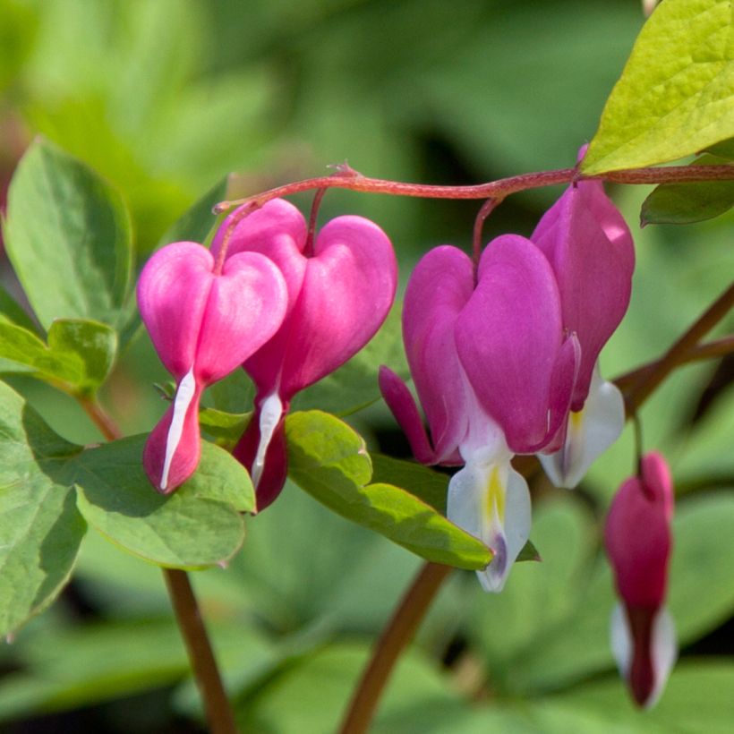 Dicentra spectabilis Yellow Leaf - Tränendes Herz (Flowering)